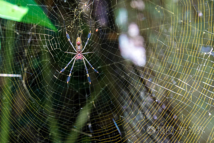 蜘蛛的特写在网在自然背景下