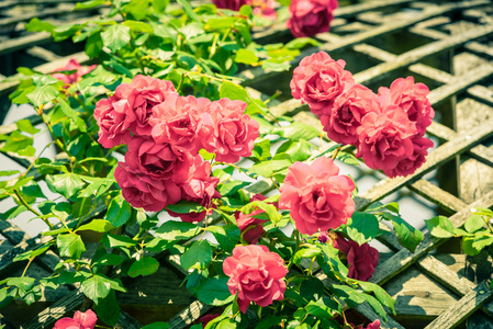 布什的一个花园里漂亮的玫瑰花图片