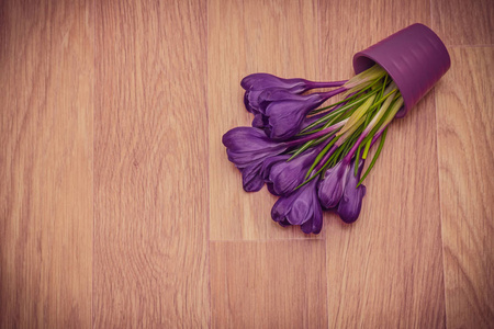 番红花在紫壶顶视图图片