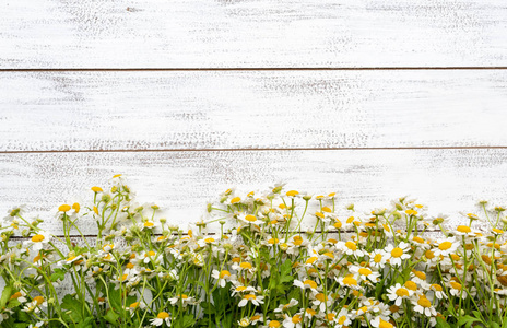 白色木板背景上的小型雏菊或洋甘菊复制空间