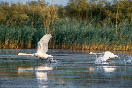 天鹅起飞和飞越多瑙河三角洲上空的水