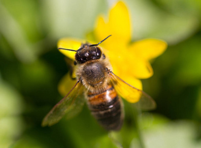 蜜蜂在黄色的花朵上工作