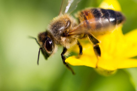 蜜蜂在工作图片