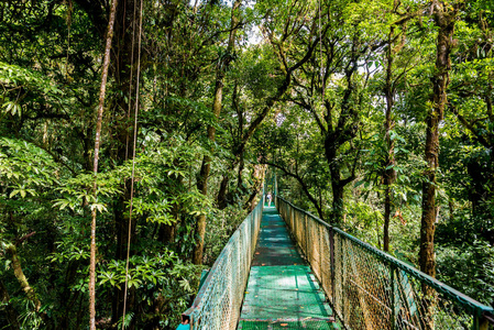 Cloudforest哥斯达黎加吊桥