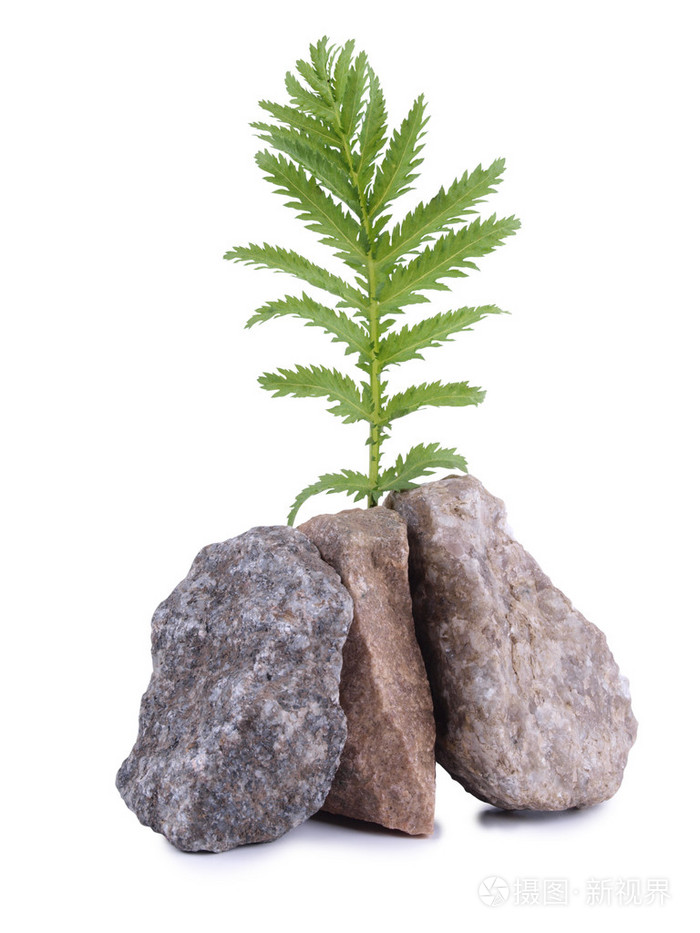 石头和白色背景上的草