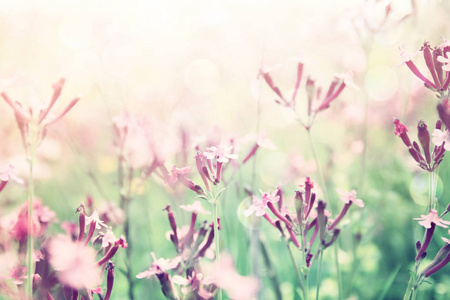 春天的野花的抽象梦幻照片