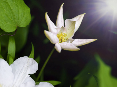 春天的阳光下花园里盛开的白色铁线莲