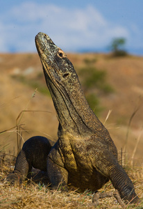 komodo龙varanus komodoensis