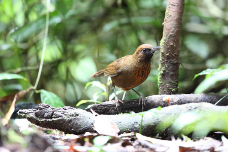 南越大叻 laughingthrush Garrulax annamensis 橙排扣