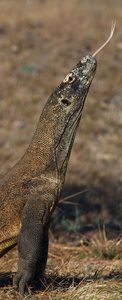 komodo龙varanus komodoensis