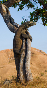 komodo龙varanus komodoensis