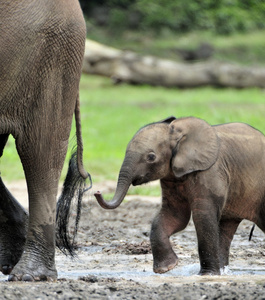 小象厌倦的大象牛非洲森林大象，非洲象非洲属 cyclotis 牛奶。在赞加生理盐水 森林 中非共和国，赞加僧