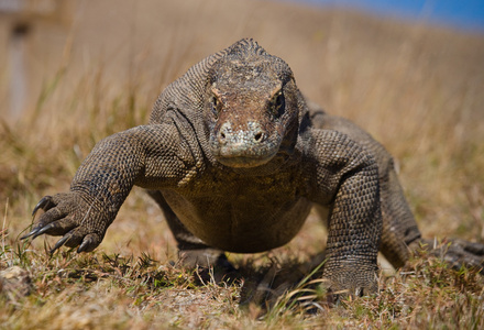 komodo龙varanus komodoensis