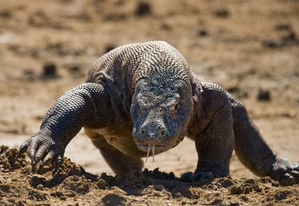 komodo龙varanus komodoensis