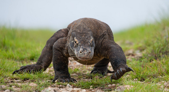 komodo龙varanus komodoensis