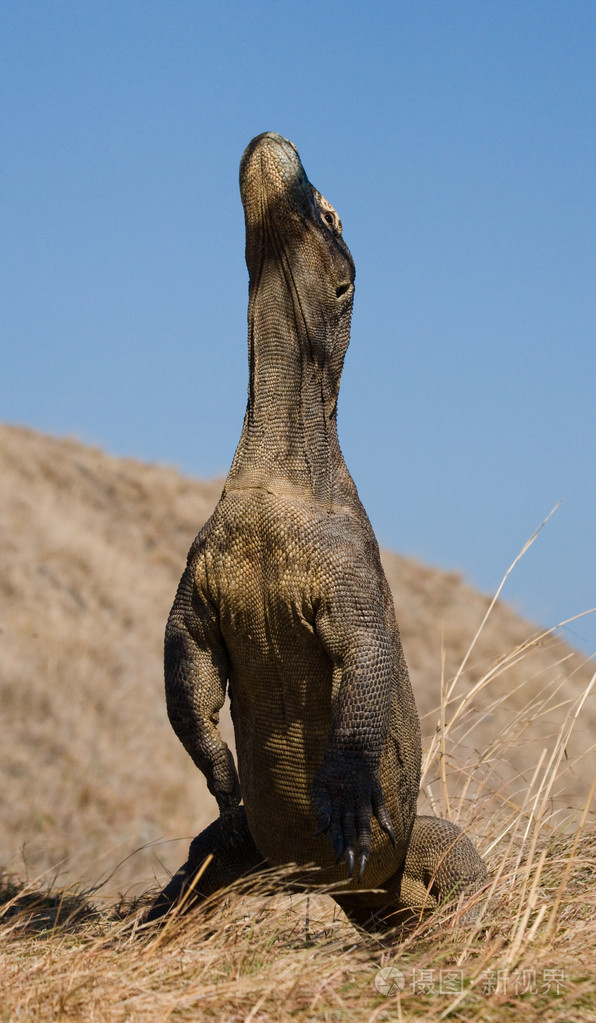 komodo龙varanuskomodoensis