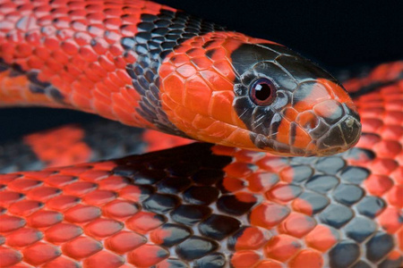 洪都拉斯奶蛇 lampropeltis 星系 hondurensis照片