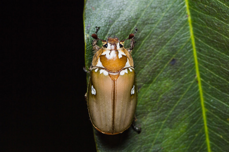 mhr甲虫种素材图片