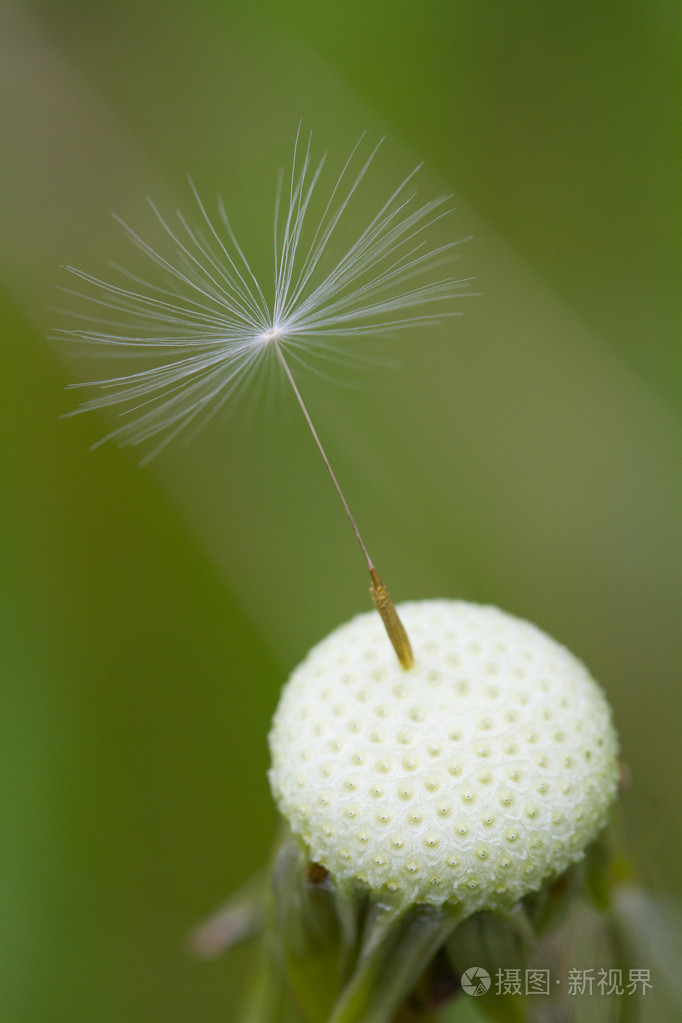 单个蒲公英种子