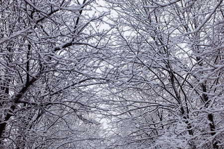 冬季第一个下雪天的城市中央公园