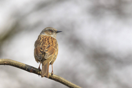 Dunnock 夏枯草 modularis 鸟在春季歌唱