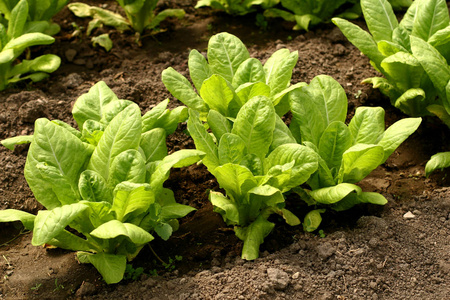 植物从土壤生长图片