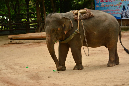 大象展示了一个人们喜欢向泰国展示的活动。