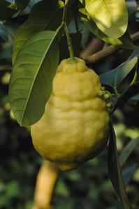 柑橘利蒙在一棵树上, 品种叫黄松和杂交