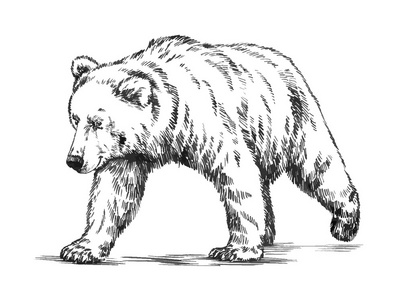 白色和黑色的熊黑色和白色刻孤立的矢量熊照片