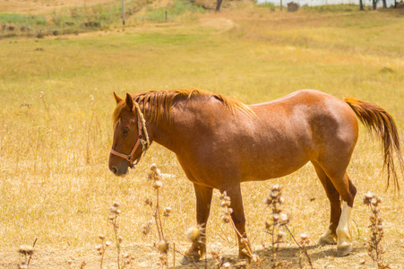 在西西里山脉的水和庄稼之上的草地上的一匹褐色马