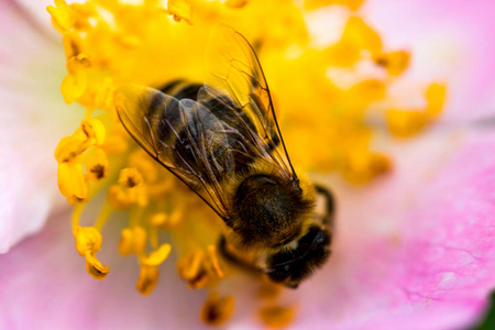 蜂蜜蜂收集花粉在粉红色的玫瑰花关闭