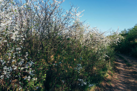 樱花树枝, 在早春的花园里绽放出白花。农村公路运行