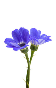蓝色的瓜叶菊孤立图片