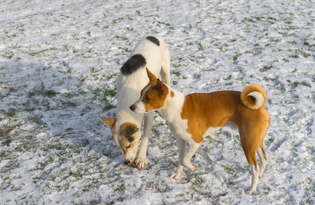 年轻的混血大狗在雪覆盖的草坪上玩 basenji