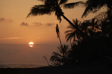 棕榈树剪影在日落时与大太阳在云后面