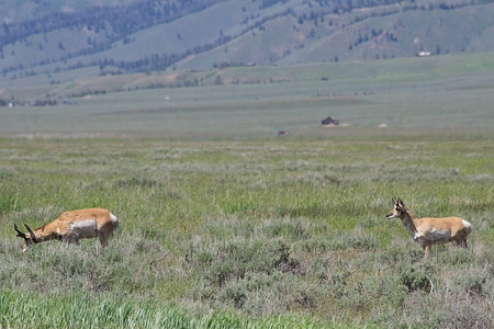 Pronghorns 放牧在一个草甸关闭爱达荷州路 75, 南斯坦利爱达荷