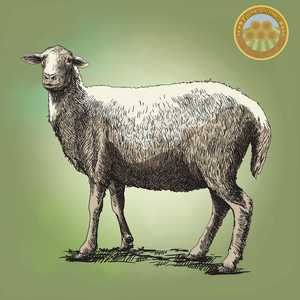 绵羊育种素描