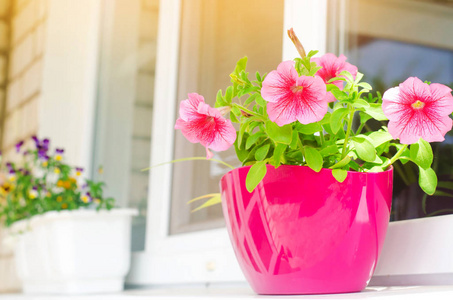 一壶粉红色的牵牛花站在窗户上, 美丽的春天和夏天的花朵为家, 花园, 阳台或 gazna, 自然壁纸, 空间文本