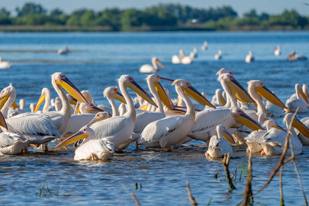 位于罗马尼亚多瑙河三角洲的大白鹈鹕 Pelecanidae 和达尔马提亚鹈鹕 Pelecanus 基利司布 的殖民地