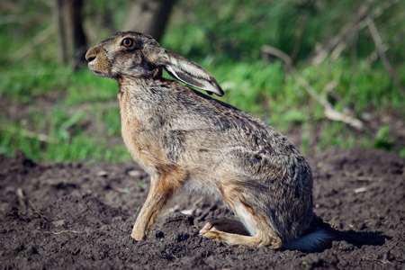 野兔在草地上