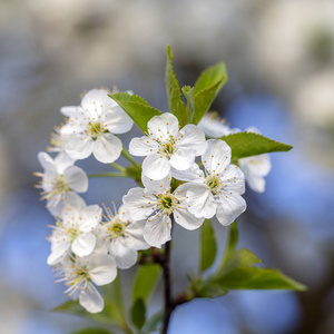 在蓝天的背景下, 樱花在春天的天空中绽放。乌克兰开花果树