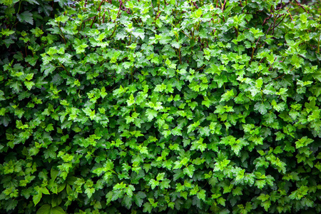 绿色葡萄灌木的特写, 绿叶背景