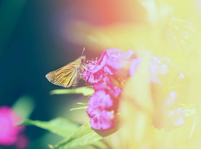 一张金色蝴蝶在花园里花的照片