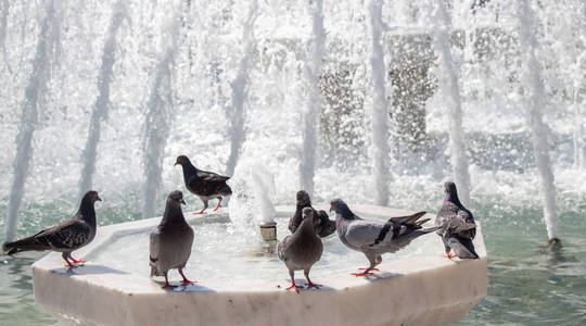 城市中的鸽子在喷泉水身边
