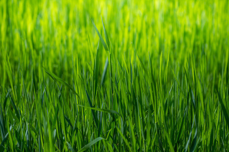 春天的墙纸。在阳光下观看近距离的绿草。具有复制空间的背景。生态学和自然概念。选择性聚焦