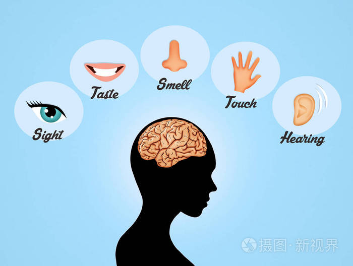 五种感觉器官图片