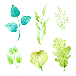 水彩叶子, 叶子, 绿叶, 橡木。手绘插图白色背景