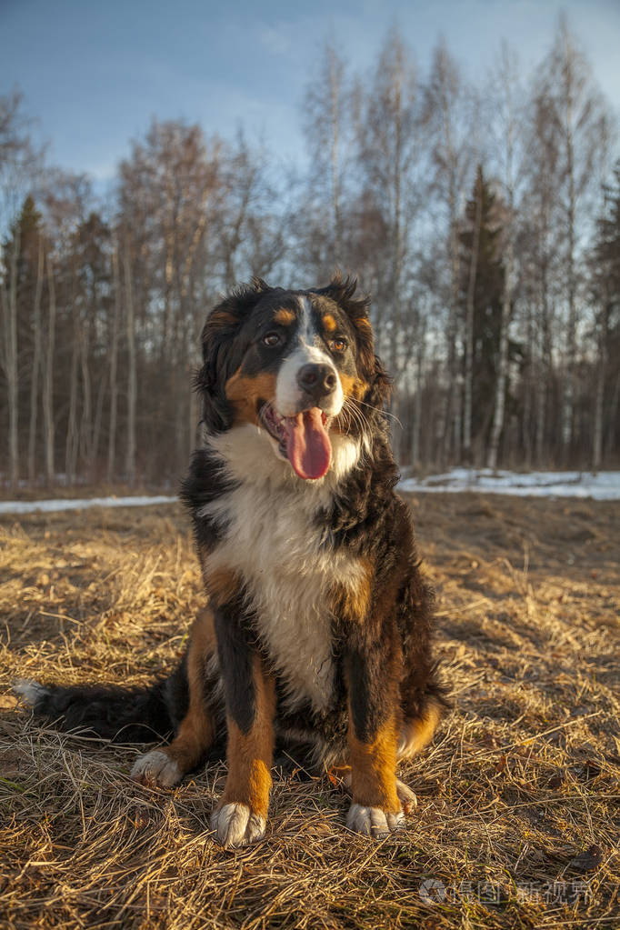 bernese山狗在公园里