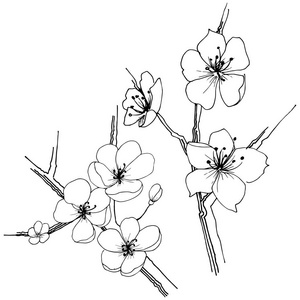 樱花野花以矢量风格隔开。植物全名 樱花。背景纹理包装图案框架或边框的矢量花