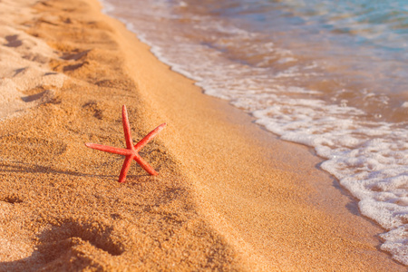 夏季假期假日旅游海滩海星图片